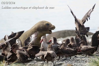 Brown-Skua.1.jpg