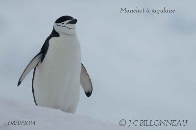 Chinstrap-Penguin.1.jpg