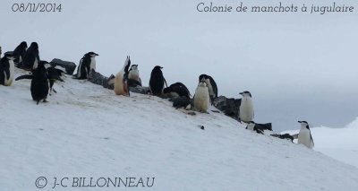 Chinstrap-Penguin.2.jpg