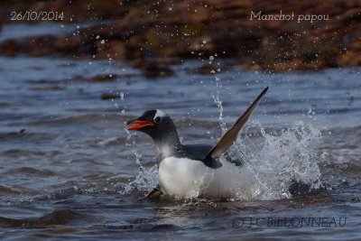 Gentoo-Penguin.2.jpg