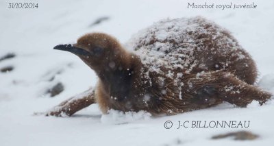 King-Penguin.4.jpg