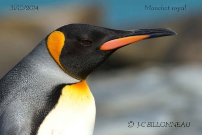 King-Penguin'.jpg