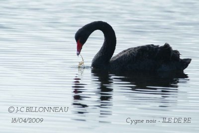 Black Swan.jpg