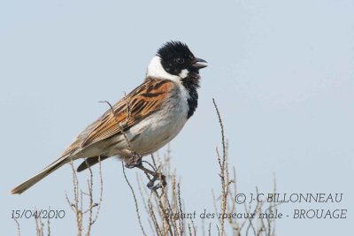 Common Reed Bunting male.jpg
