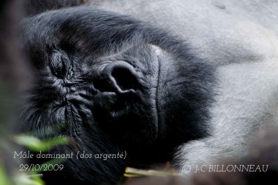 253-Gorille des montagnes.jpg