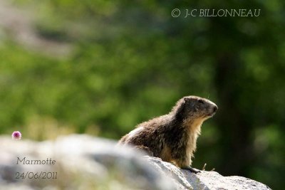 018-Marmotte.jpg