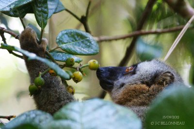 274-Lemur-varika.jpg