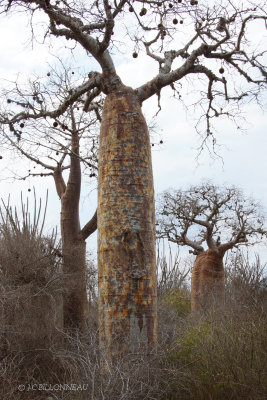 436 Parc des baobabs.jpg