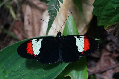 126-Papillon.jpg