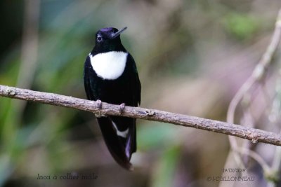 062 Collared Inca male.jpg