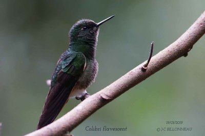 063 Buff-tailed Coronet.jpg
