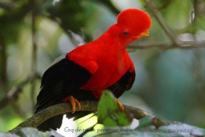 064 Andean Cock-of-the-rock male.jpg