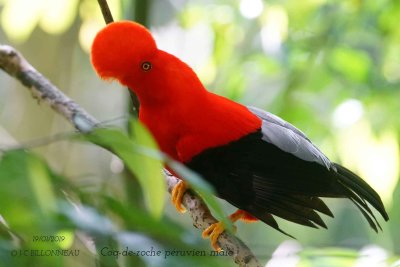 065 Andean Cock-of-the-rock male.jpg