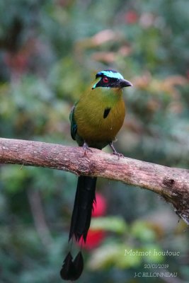 067 Amazonian Motmot.jpg