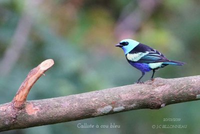 068 Blue-necked Tanager.jpg