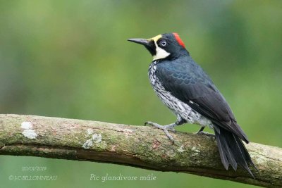 069 Acorn Woodpecker male.jpg