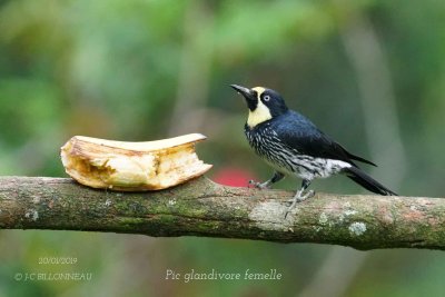 070 Acorn Woodpecker female.jpg