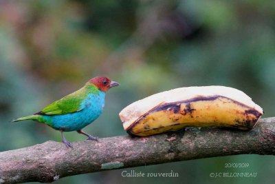 071 Bay-headed Tanager.jpg
