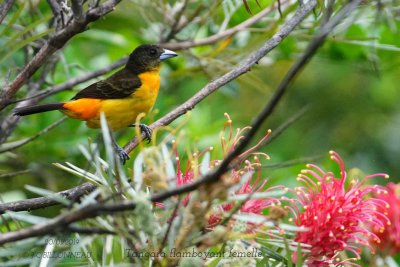 072 Flame-rumped Tanager female.jpg