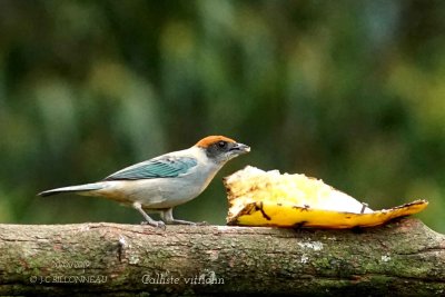 073 Scrub Tanager.jpg