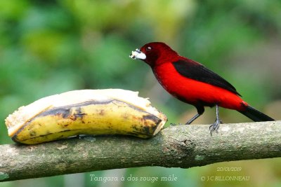 074 Crimson-backed Tanager male.jpg