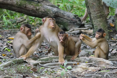 457 Macaques  queue de cochon.JPG