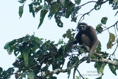 490-Gibbon-de-Borno.jpg