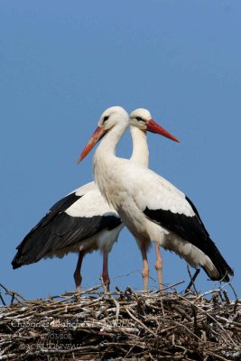 White Stork.2.jpg