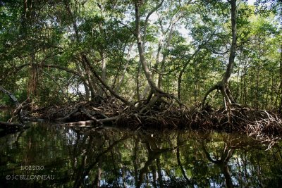 002-Mangrove.jpg