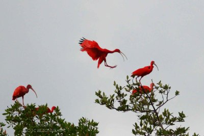 009 Ibis rouges.jpg