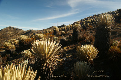042 Cordillre de Mrida.jpg