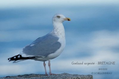European-Herring-Gull.jpg