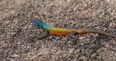 015-Rainbow-lizard.jpg