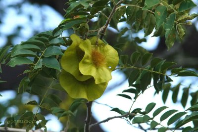 021-Fleur-de-teck-d'Afrique.jpg