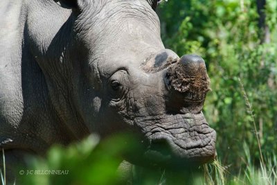 064-Rhinocros-blanc.jpg