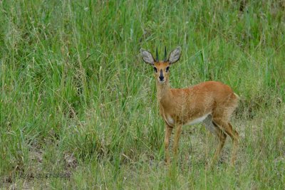 135-Steenbock.jpg