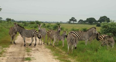 170-Hwange-National-Park.jpg