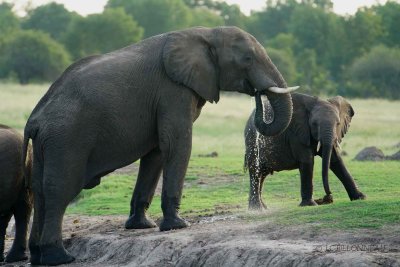 311-Hwange-National-Park.jpg