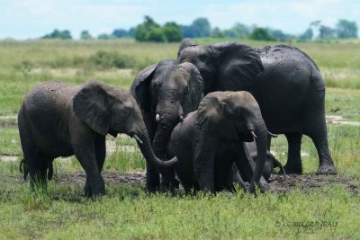 554-Chobe-National-Park.jpg