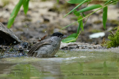 009 Eurasian Blackcap male.JPG