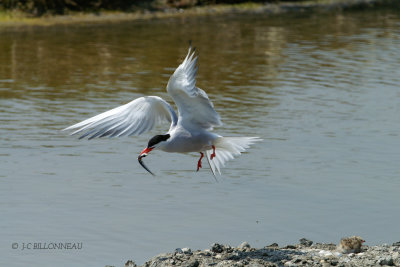 002 Common Tern.jpg