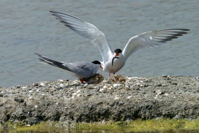 003 Common Tern.jpg
