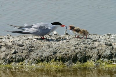 005 Common Tern.jpg