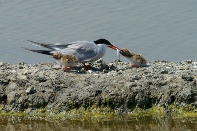 006 Common Tern.jpg