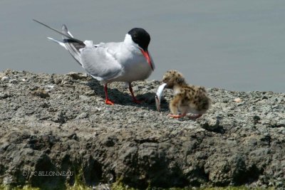 007 Common Tern.jpg