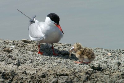 008 Common Tern.jpg