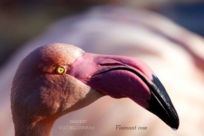 Greater Flamingo.1.jpg