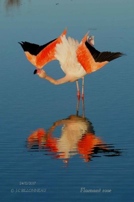 Greater Flamingo.2.jpg