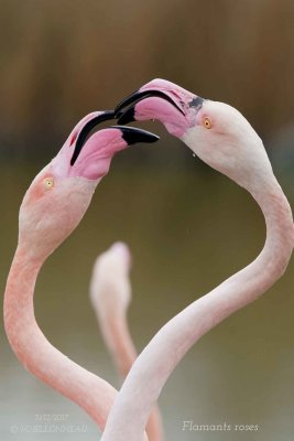 Greater Flamingo.3.jpg