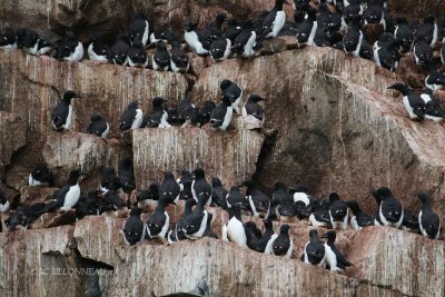 025-Guillemots-de-Brnnich.jpg